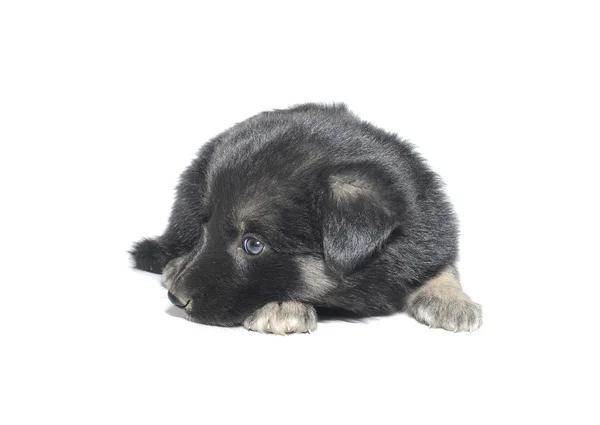 Schattig puppy — Stockfoto