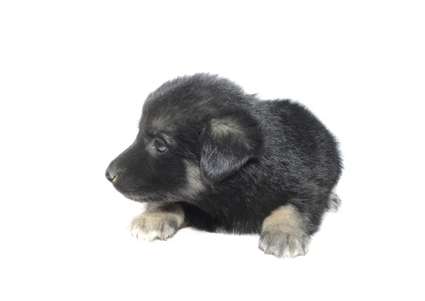 Schattig puppy — Stockfoto