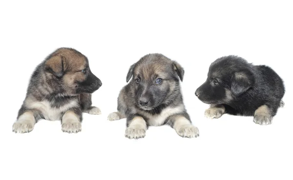 Три щенка — стоковое фото