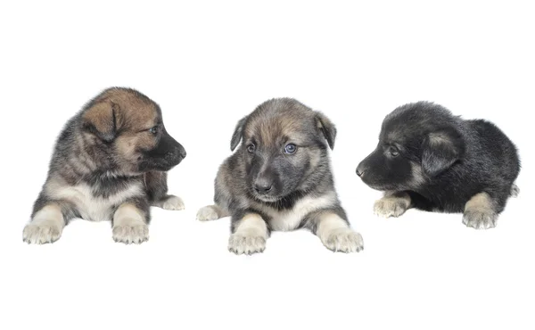 Três cachorros — Fotografia de Stock