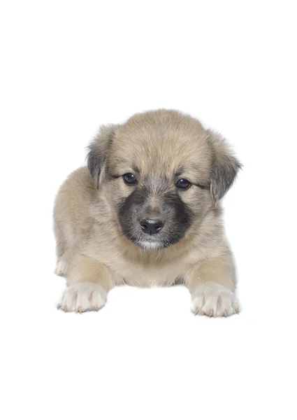 Schattig puppy — Stockfoto