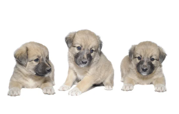 Tres cachorro —  Fotos de Stock