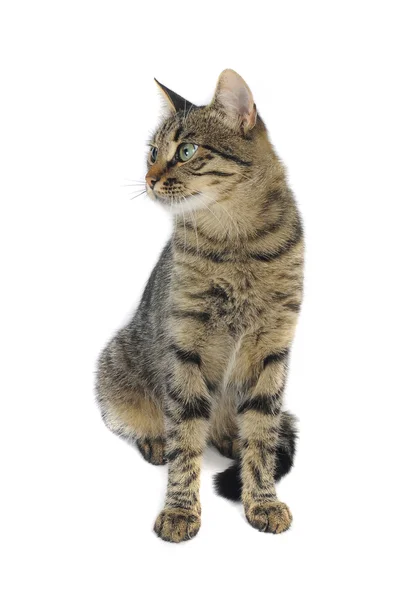 Europäische Katze — Stockfoto