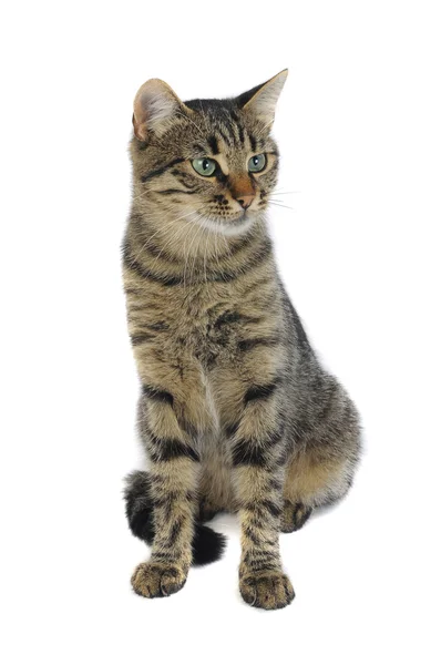 Europäische Katze — Stockfoto