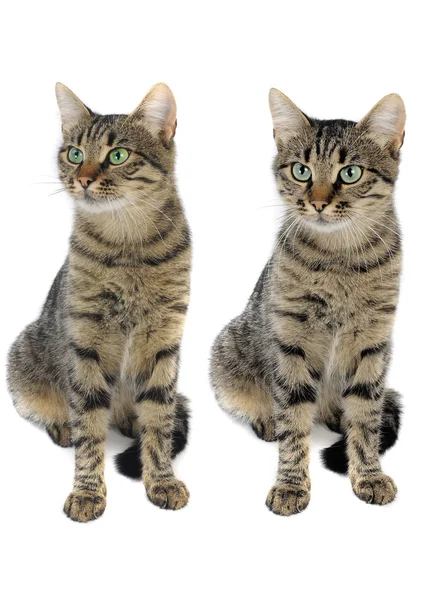 Twee van de kat — Stockfoto