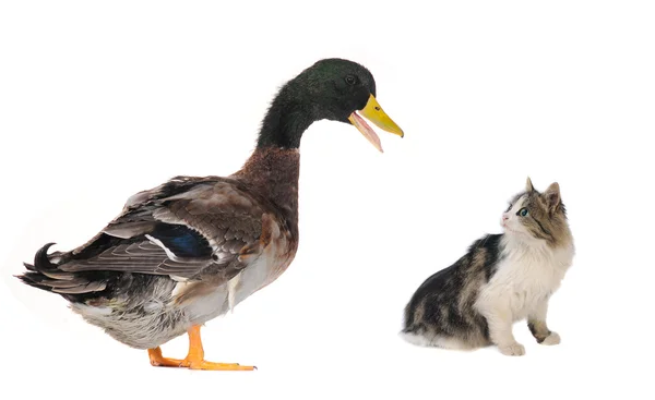 Duck and kitten — Stock Photo, Image