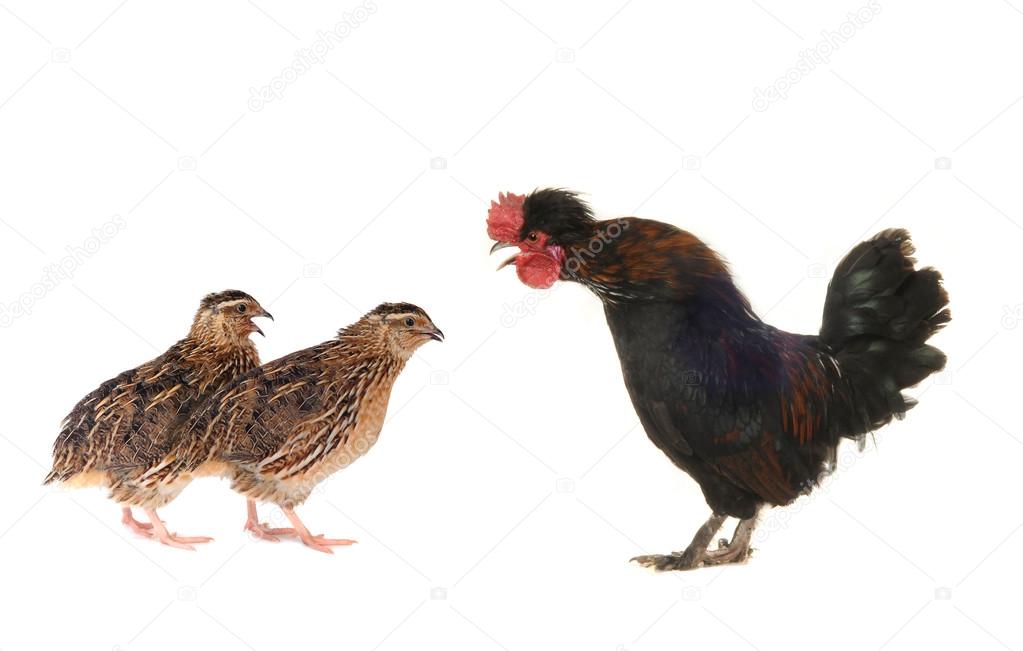 zwarte pik op wit