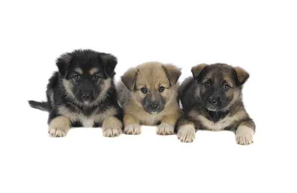 Tre cuccioli — Foto Stock
