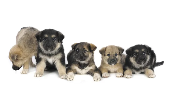 Five puppy — Stock Photo, Image