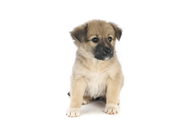 Cachorrinho bonito — Fotografia de Stock