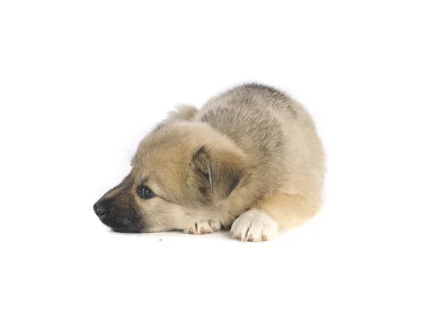 Cute puppy — Stock Photo, Image