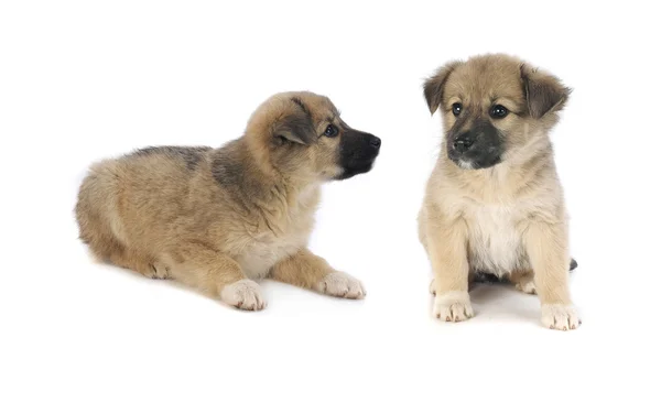 Zwei Welpen — Stockfoto