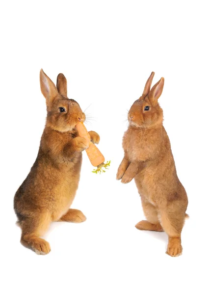 Dois coelhos castanhos — Fotografia de Stock