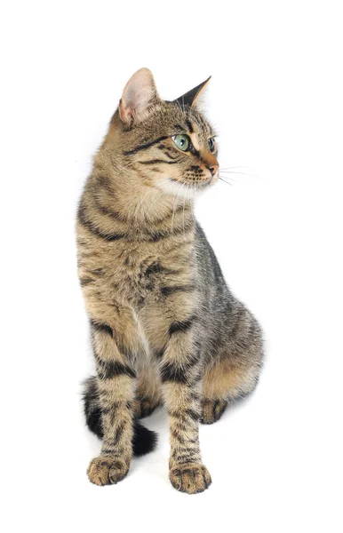 Schöne europäische Katze auf weißem Hintergrund — Stockfoto