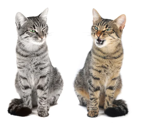 Two cat — Stock Photo, Image