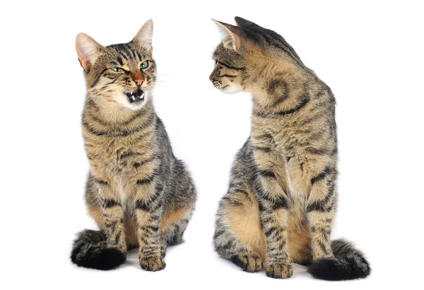 Twee van de kat — Stockfoto