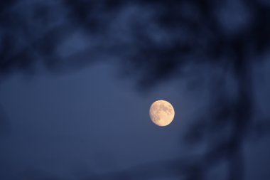 aya karşı bir ağaç