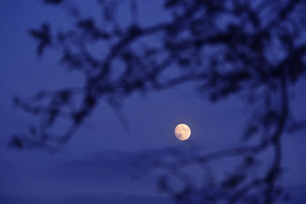 De maan tegen een boom — Stockfoto