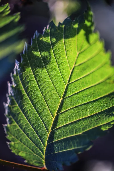 Leaf against the wood — Stock Photo, Image