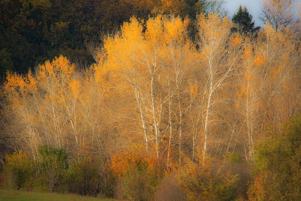 Bomen tegen het hout — Stockfoto