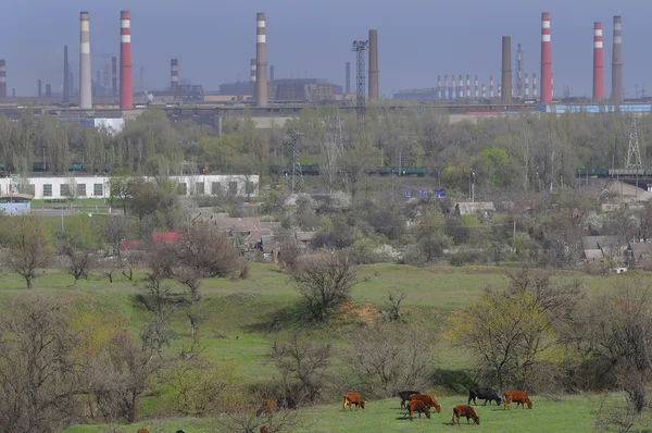 Коровы против металлургического завода — стоковое фото