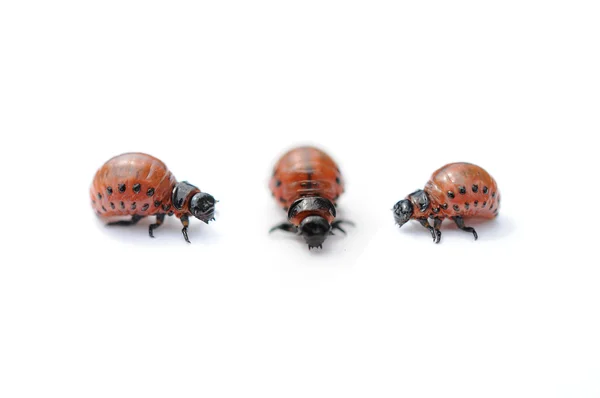 Three Colorado potato bug — Stock Photo, Image