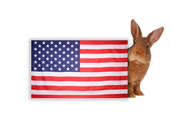 Rabbit — Stock Photo, Image