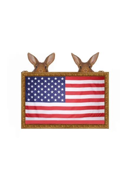 Rabbit — Stock Photo, Image