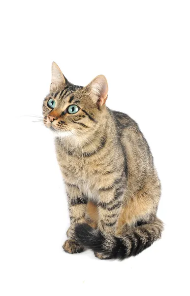 Schöne europäische Katze — Stockfoto