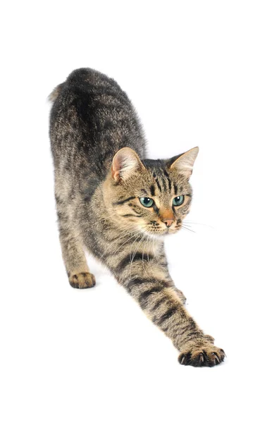 Schöne europäische Katze — Stockfoto