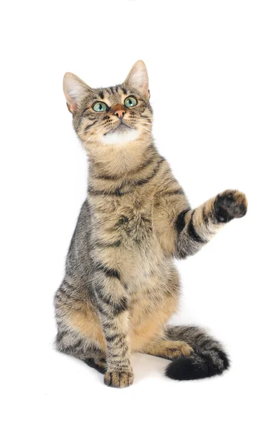 Schöne europäische Katze — Stockfoto