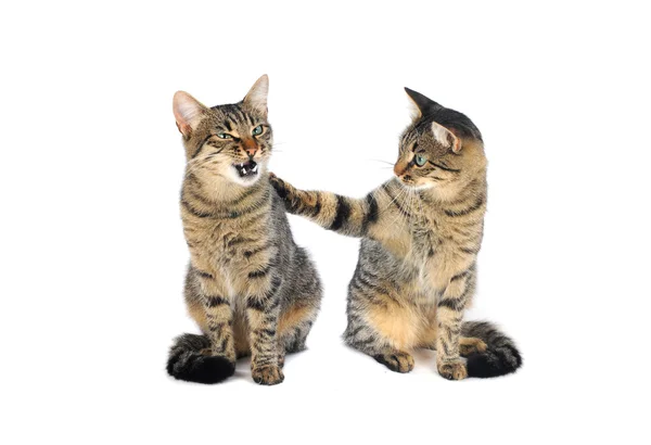 2 つの猫 — ストック写真