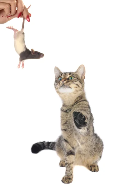 Cat looks at a mouse — Stock Photo, Image