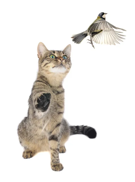 Titmouse and cat — Stock Photo, Image