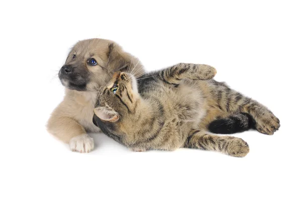 Gato y perro —  Fotos de Stock