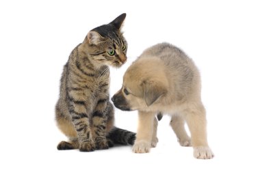 Kedi ve köpek.