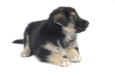Şirin köpek.
