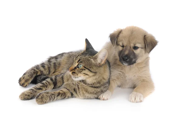 Gatto e cane — Foto Stock