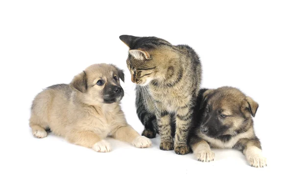 Cat and dog — Stock Photo, Image