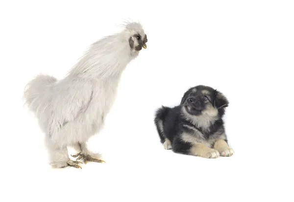 White cock with a dog — Stock Photo, Image