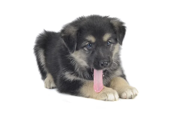 Cute puppy — Stock Photo, Image