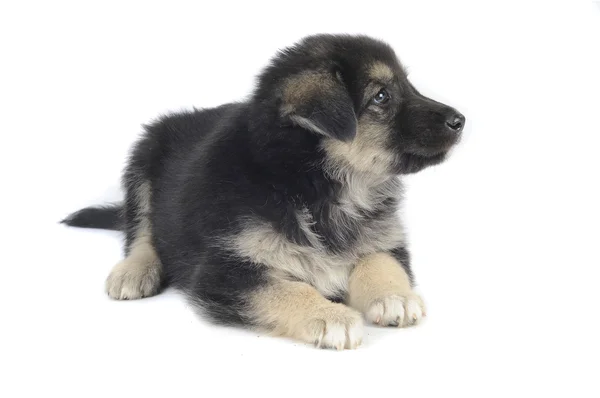 Schattig puppy — Stockfoto