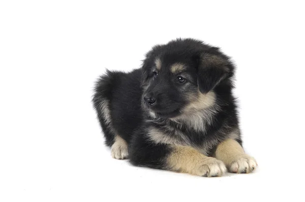 Schattig puppy — Stockfoto