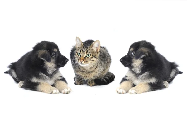Gatto e cane — Foto Stock