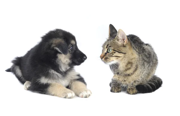 Gato y perro — Foto de Stock