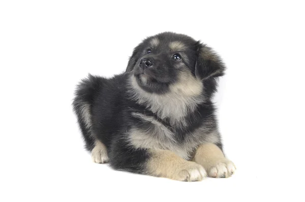 Schattig puppy — Stockfoto