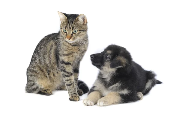 Kedi ve köpek. — Stok fotoğraf