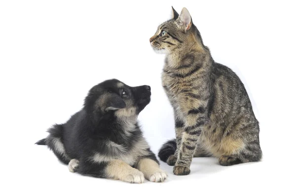 Katt och hund — Stockfoto