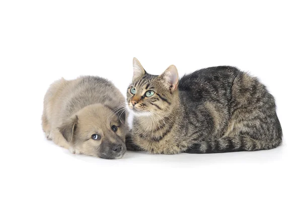 Gato y perro — Foto de Stock