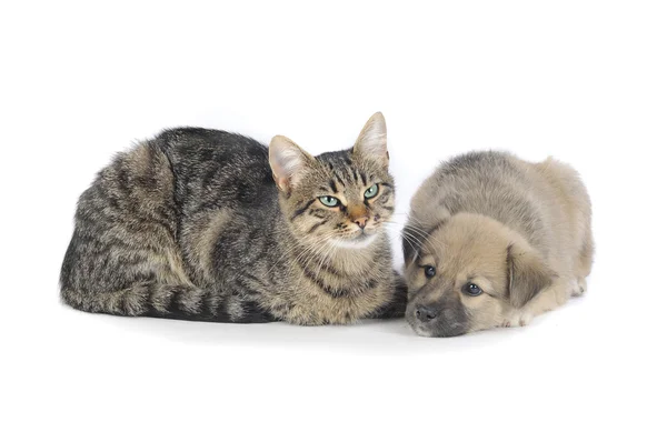 Gatto e cane — Foto Stock